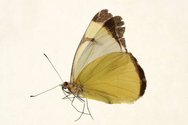 Image of <i>Melete lycimnia harti</i> (Butler 1896)