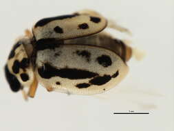 Image of Marsh Lady Beetle