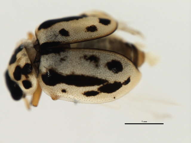 Anisosticta bitriangularis (Say 1824)的圖片