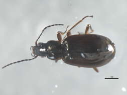 Agonum (Europhilus) picicornoides Lindroth 1966的圖片