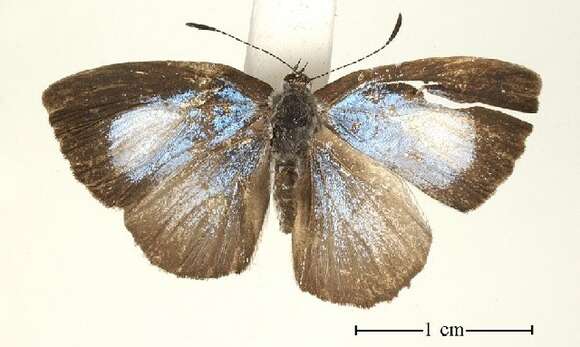 Image of Philiris moira (Grose-Smith 1899)