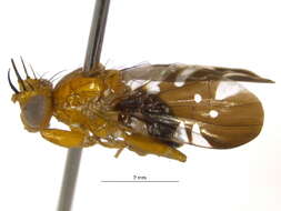 Image of Tephritoidea