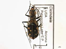 Image de Cicindela (Cicindelidia) sedecimpunctata Klug 1834