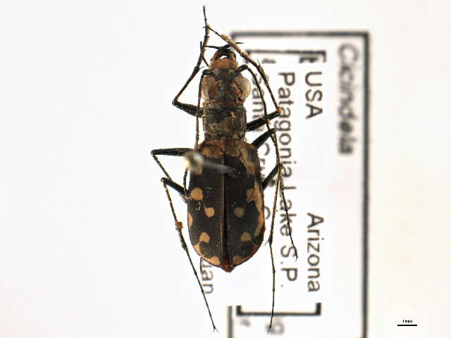 Image de Cicindela (Cicindelidia) sedecimpunctata Klug 1834