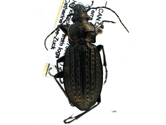 Image of Carabinae