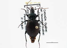 Sphaeroderus nitidicollis Guérin-Méneville 1829的圖片