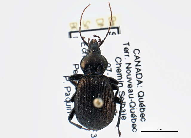 Imagem de Sphaeroderus nitidicollis Guérin-Méneville 1829