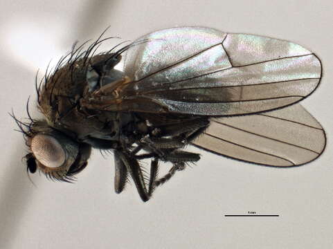 Image of Ephydrinae