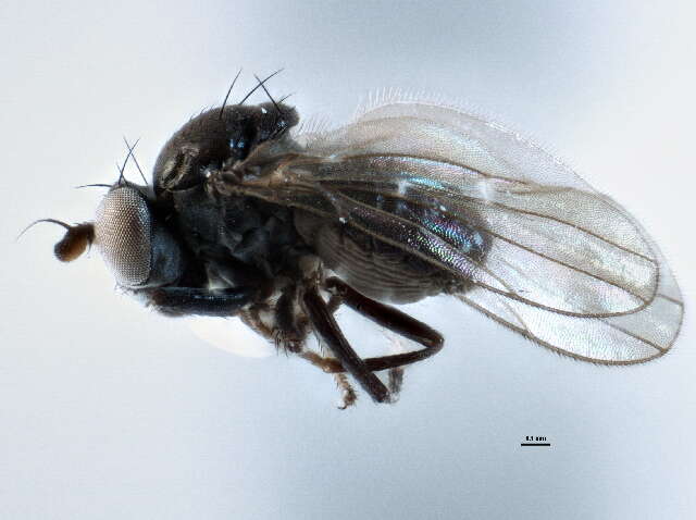 Image de Hyadina albovenosa Coquillett 1900