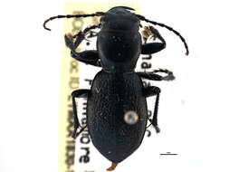 Image of Night-stalking Tiger Beetles