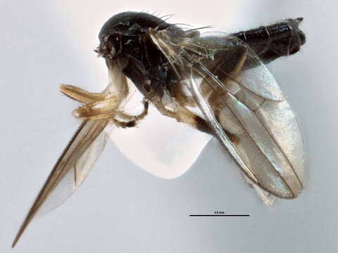 Image of Cyamops nebulosus Melander 1913