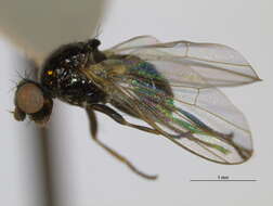 Image of Arctopiophila