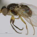 Image of Protopiophila