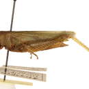 Image of Atrachelacris