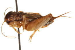 Image of Striped Crickets