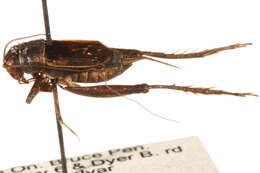 Image of Nemobiinae