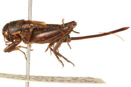 Image of ground cricket