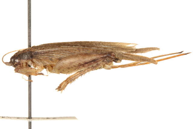 Image de Orocharis