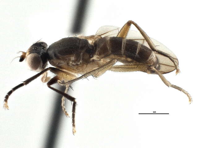 Image of Pteromicra similis Steyskal 1954