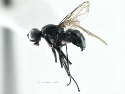 Image of Themira annulipes (Meigen 1826)