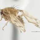 Image of Homoneura pernotata (Malloch 1920)