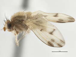 Image of Homoneura phildelphica