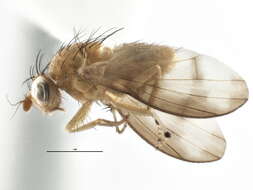 Image of <i>Homoneura houghi</i>