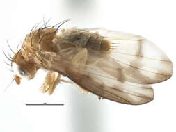 Image of <i>Homoneura houghi</i>