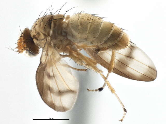 Image of <i>Homoneura houghi</i>