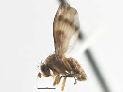 Image of Homoneura sheldoni (Coquillett 1898)