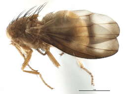 Image of Homoneura sheldoni (Coquillett 1898)