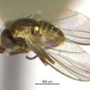 صورة Cerodontha magnicornis (Loew 1869)