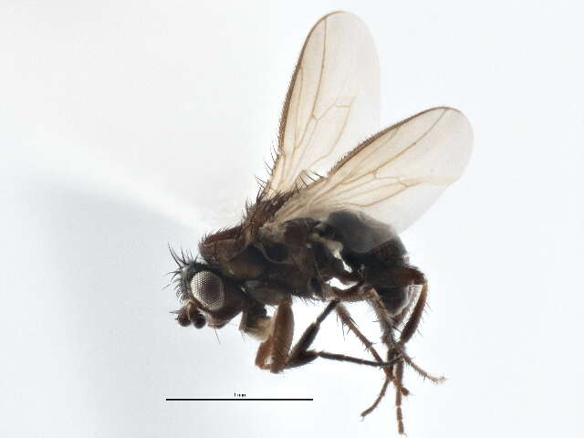 Image of Small dung fly