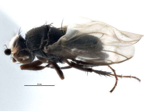 Image of Small dung fly