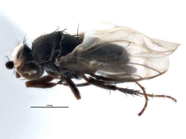 Image of Small dung fly