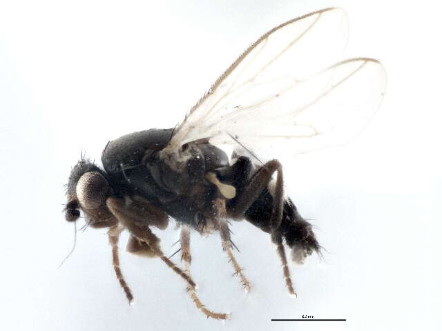 Image of Small dung fly