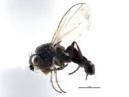 Image of Small dung fly