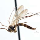 Image of Aglaomyia