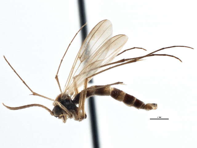 Image of Aglaomyia