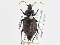 Imagem de Sphaeroderus nitidicollis Guérin-Méneville 1829