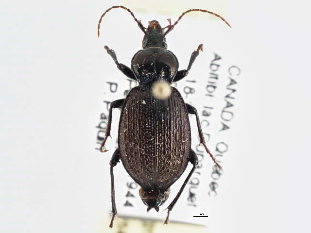 Sphaeroderus nitidicollis Guérin-Méneville 1829的圖片