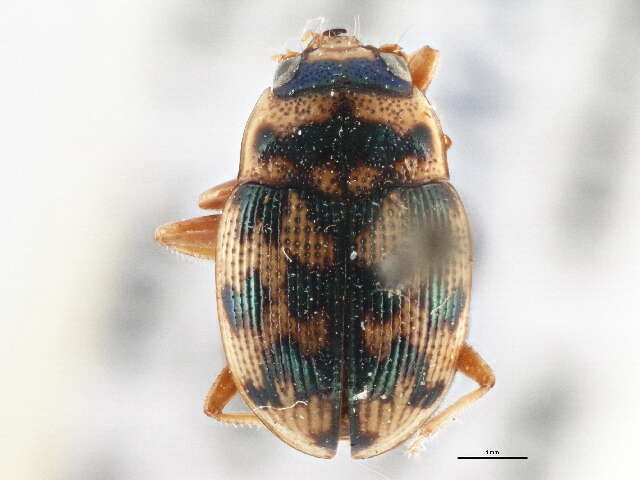 Image of Round Sand Beetles