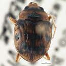 Image of Omophroninae