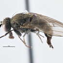 Image of Notiphila olivacea Cresson 1917