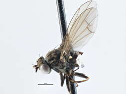 Image of Notiphila solita Walker 1853