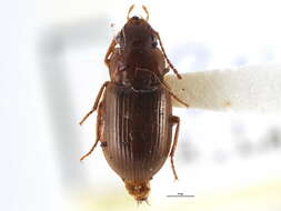 Image de Pseudamara