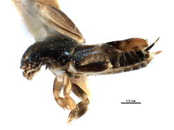 Image of pygmy mole crickets