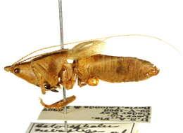 Image de Belocephalus subapterus Scudder & S. H. 1875