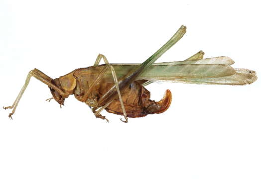 Image of Western Bush Katydids