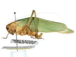 Image of Angle-wing Katydids